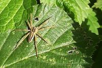 Pisaura mirabilis