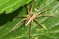 Pisaura mirabilis
