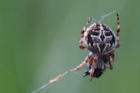 Agalenatea redii
