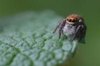 Carrhotus xanthogramma