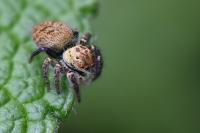 Carrhotus xanthogramma