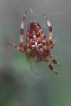 Araneus diadematus
