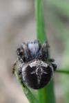 Agalenatea redii