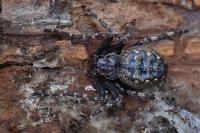 Nuctenea umbratica