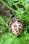 Araneus diadematus