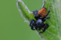 Carrhotus xanthogramma