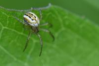 Mangora acalypha