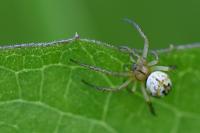 Mangora acalypha