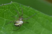 Mangora acalypha