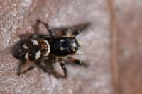 Salticus scenicus