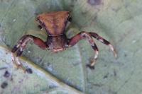 Pistius truncatus