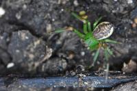 Diaea dorsata