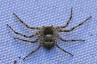 Philodromus margaritatus
