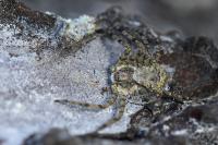 Philodromus margaritatus