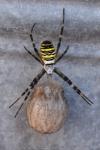 Argiope bruennichi