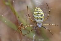 Argiope bruennichi