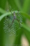 Argiope bruennichi