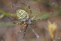 Argiope bruennichi