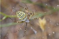 Argiope bruennichi