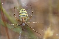 Argiope bruennichi