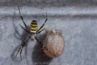 Argiope bruennichi