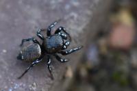 Heliophanus tribulosus