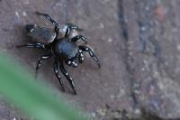 Heliophanus tribulosus