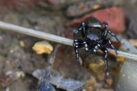 Heliophanus tribulosus