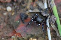 Heliophanus tribulosus