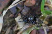 Heliophanus tribulosus