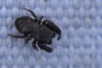 Sibianor aurocinctus