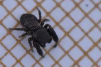 Sibianor aurocinctus