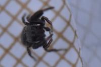Sibianor aurocinctus