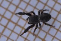 Sibianor aurocinctus