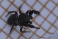 Sibianor aurocinctus