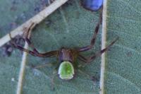 Ebrechtella tricuspidata