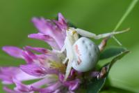 Misumena vatia