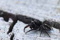 Pellenes tripunctatus