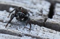 Pellenes tripunctatus