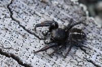 Pellenes tripunctatus
