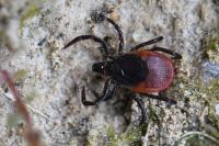 Ixodes ricinus