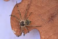 Philodromus margaritatus