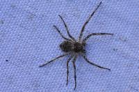 Philodromus margaritatus
