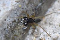 Aulonia albimana