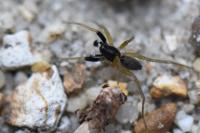 Aulonia albimana