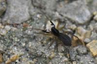 Aulonia albimana