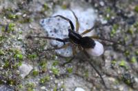 Aulonia albimana