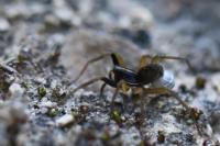 Aulonia albimana