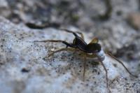 Aulonia albimana