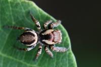 Evarcha falcata